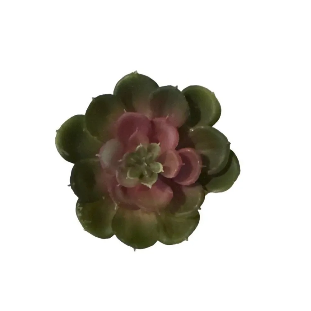 White Elephant Succulent Arrangement Home Decor